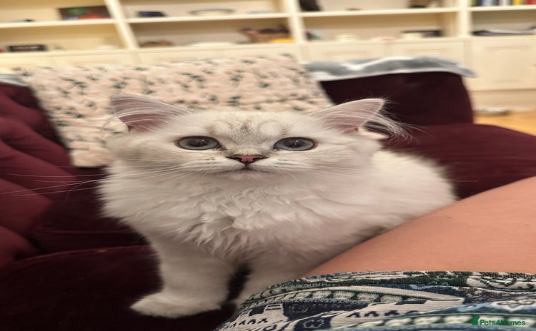 British Longhair cats - Advert 4