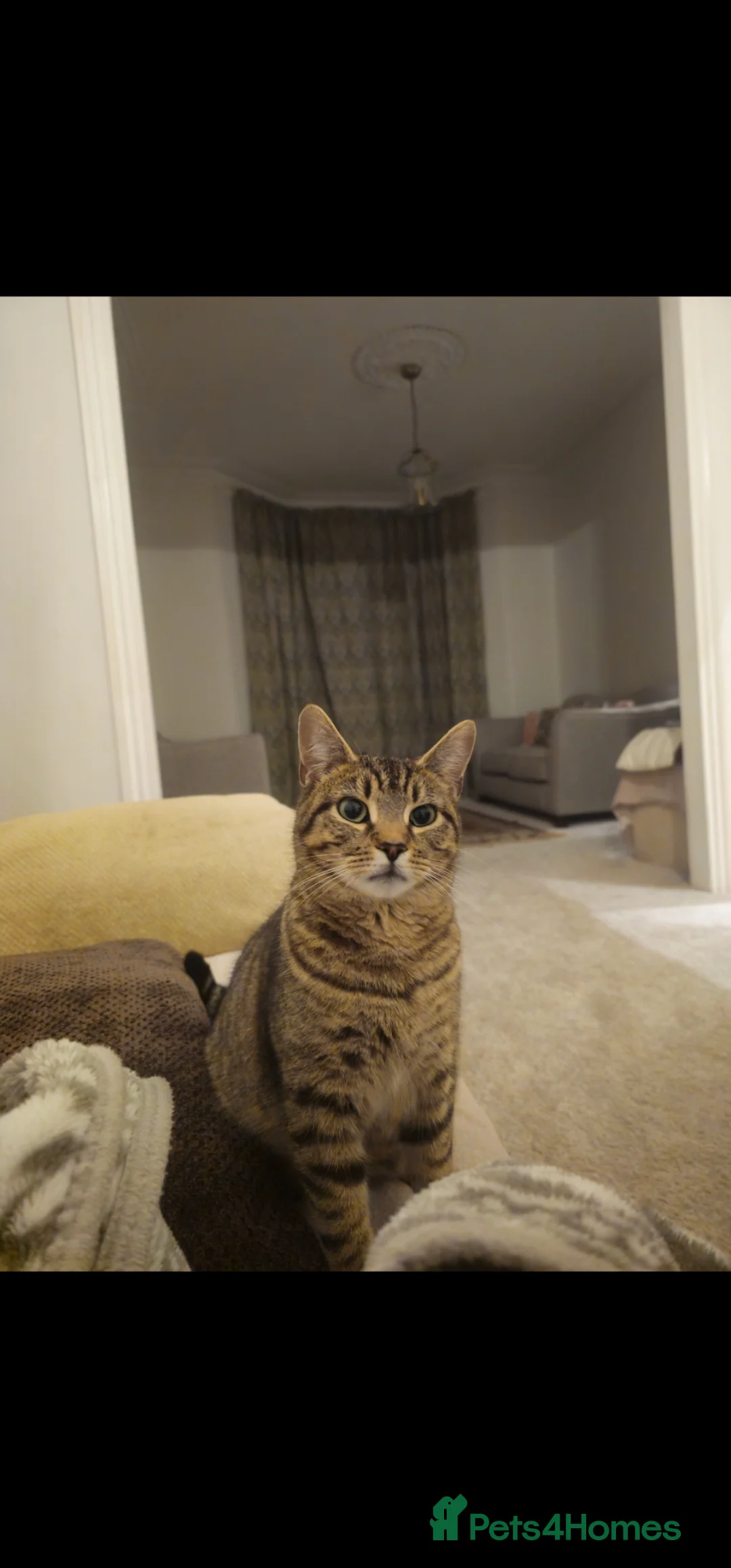 Mixed Breed cats for sale: Rehoming female tabby - Advert 2