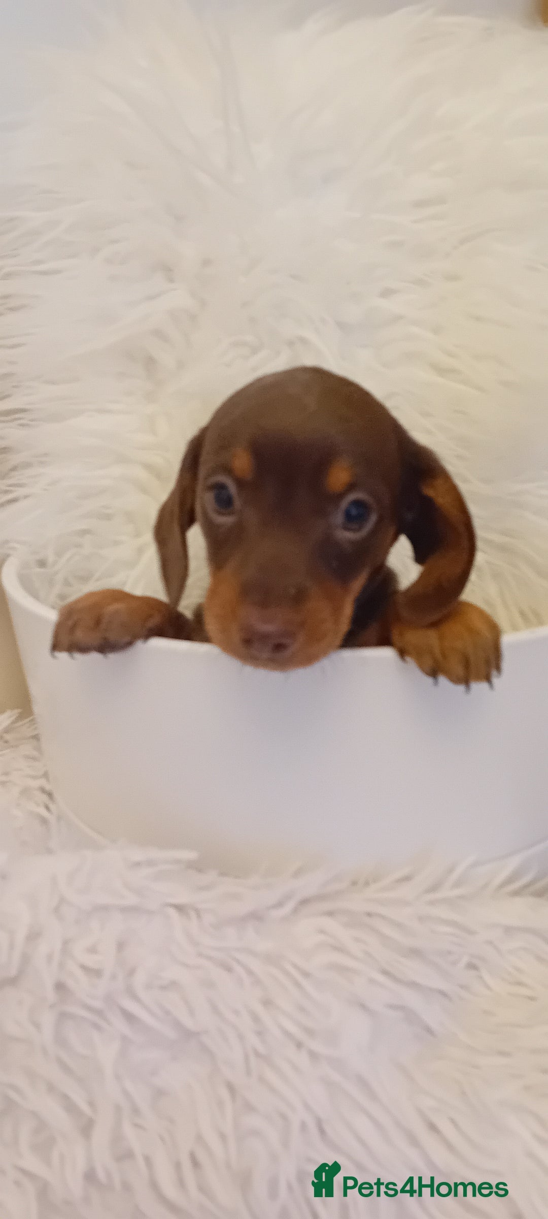 Miniature Dachshund dogs for sale: Chocolate and tan  girls - Advert 4