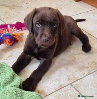 Labrador Retriever dogs Ready Now Exceptional 0/0 KCReg Chocolate Labrador - Advert 1