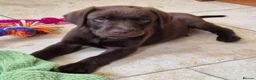 Labrador Retriever dogs for sale: Ready Now Exceptional 0/0 KCReg Chocolate Labrador - Advert 2