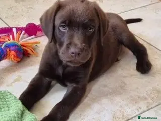 Labrador Retriever dogs Ready Now Exceptional 0/0 KCReg Chocolate Labrador - Advert 1