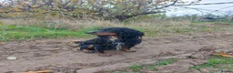 Cocker Spaniel dogs for stud: Pedigree working cocker spaniel  in Tonbridge - Advert 3