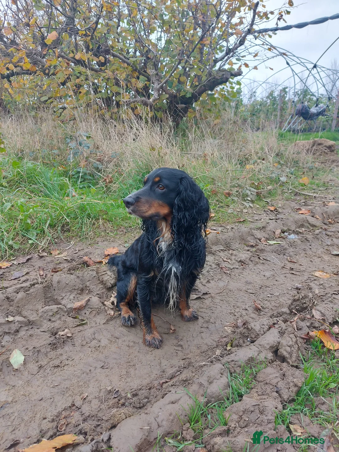 Cocker Spaniel dogs for stud: Pedigree working cocker spaniel  in Tonbridge - Advert 3