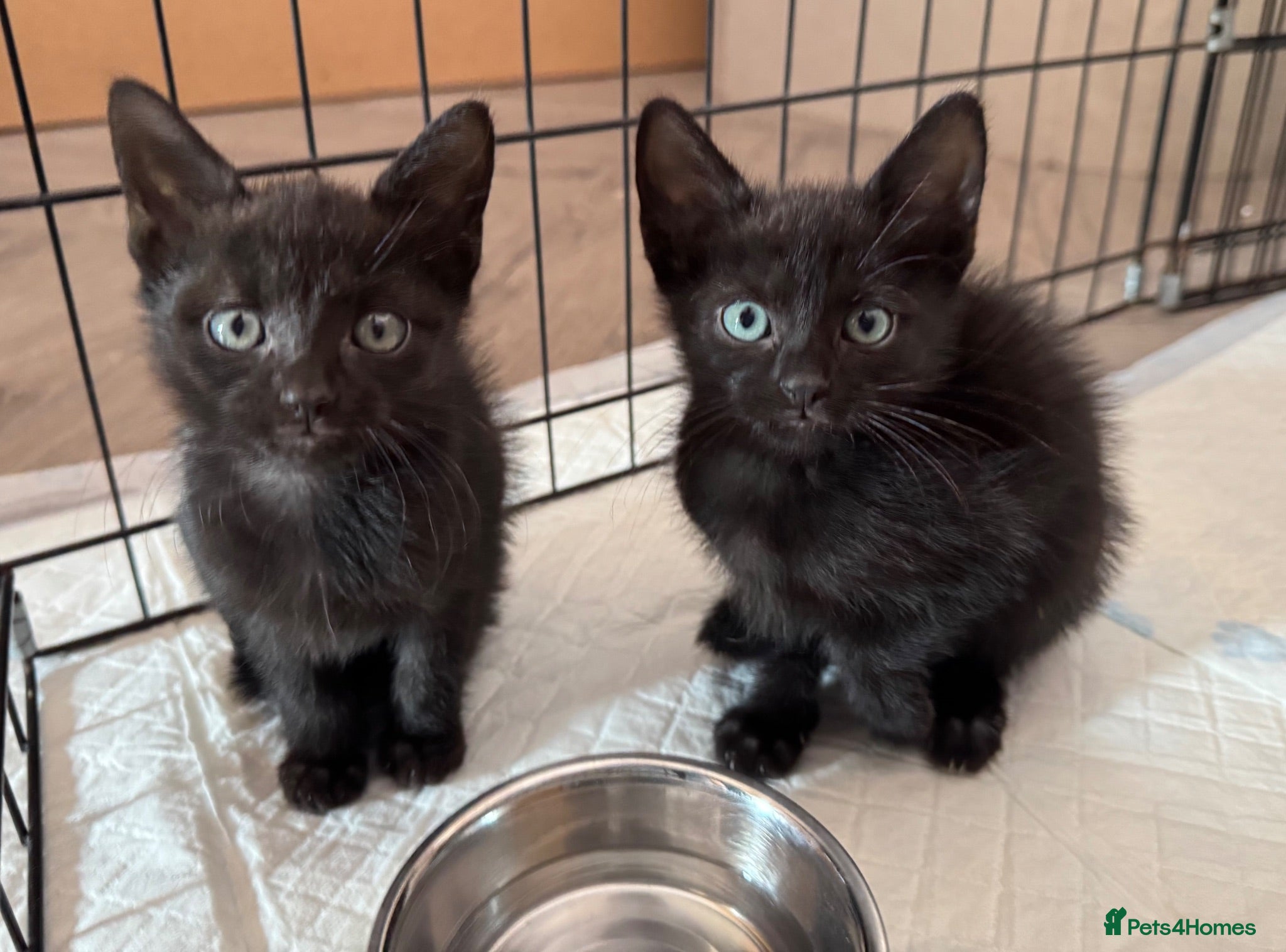 Mixed Breed cats Kittens READY! Sphynx cross - Advert 6