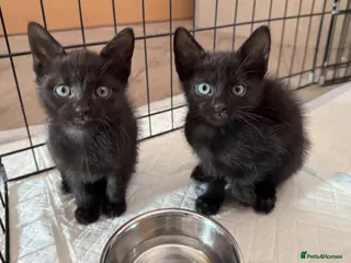 Mixed Breed cats Kittens READY! Sphynx cross - Advert 6