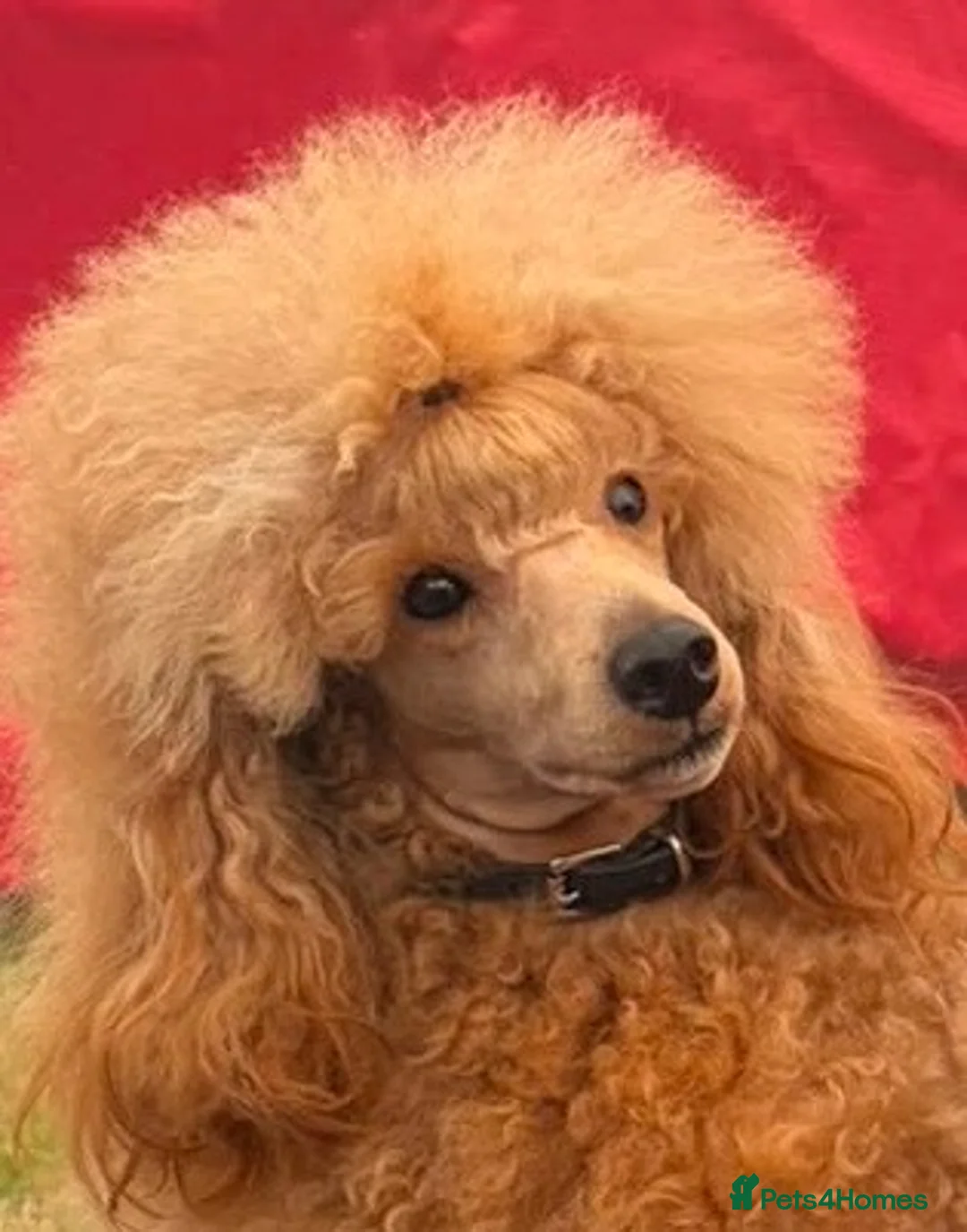 Toy Poodle dogs for stud: Toy Poodle Stud Dog - Advert 1