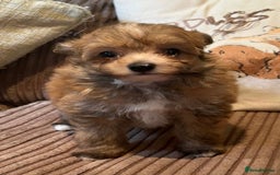 Pomapoo dogs for sale: Toy pomapoos - Image 3