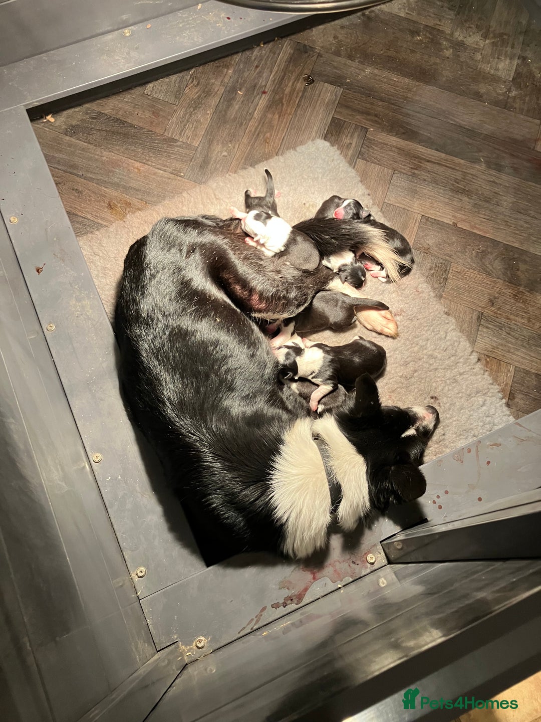 Border Collie dogs for sale: Stunning puppies. Parents health tested - Advert 22