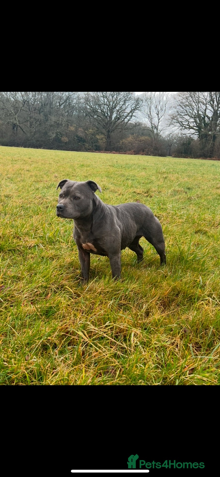 Staffordshire Bull Terrier dogs True to type kc registered Staffies  - Advert 7