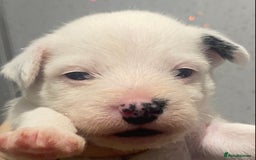 Parson Russell dogs for sale: KC Reg Champion lineage Puppys - Image 14