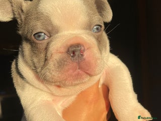 French Bulldog dogs - Advert 28