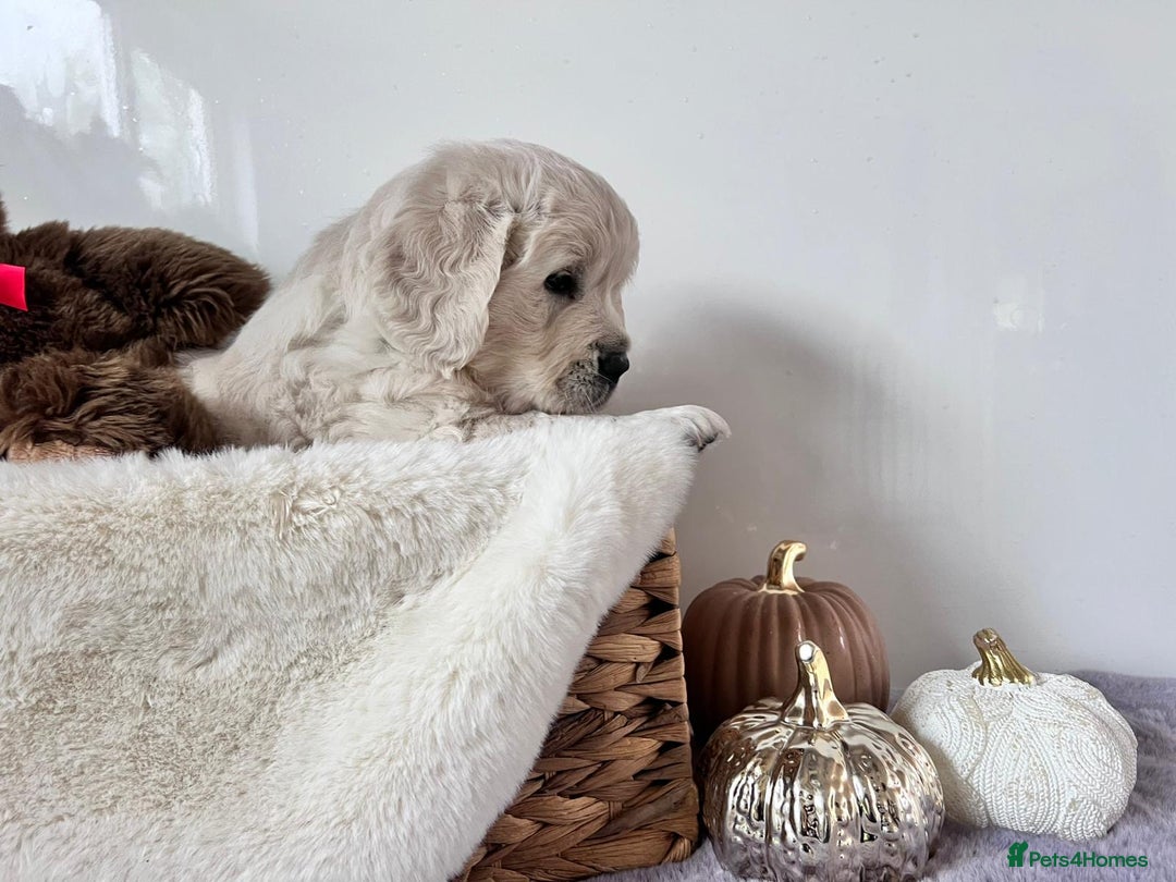 Golden Retriever dogs for sale: Golden retriever puppy's  - Image 5