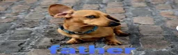 Miniature Dachshund dogs for sale: *TRUE MINIATURE OUTSTANDING DACHSHUNDS* - Advert 5