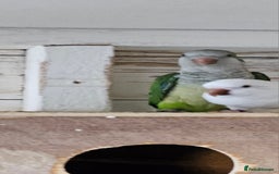 Parrots birds for sale: Pair of quaker parrots for sale  - Image 3