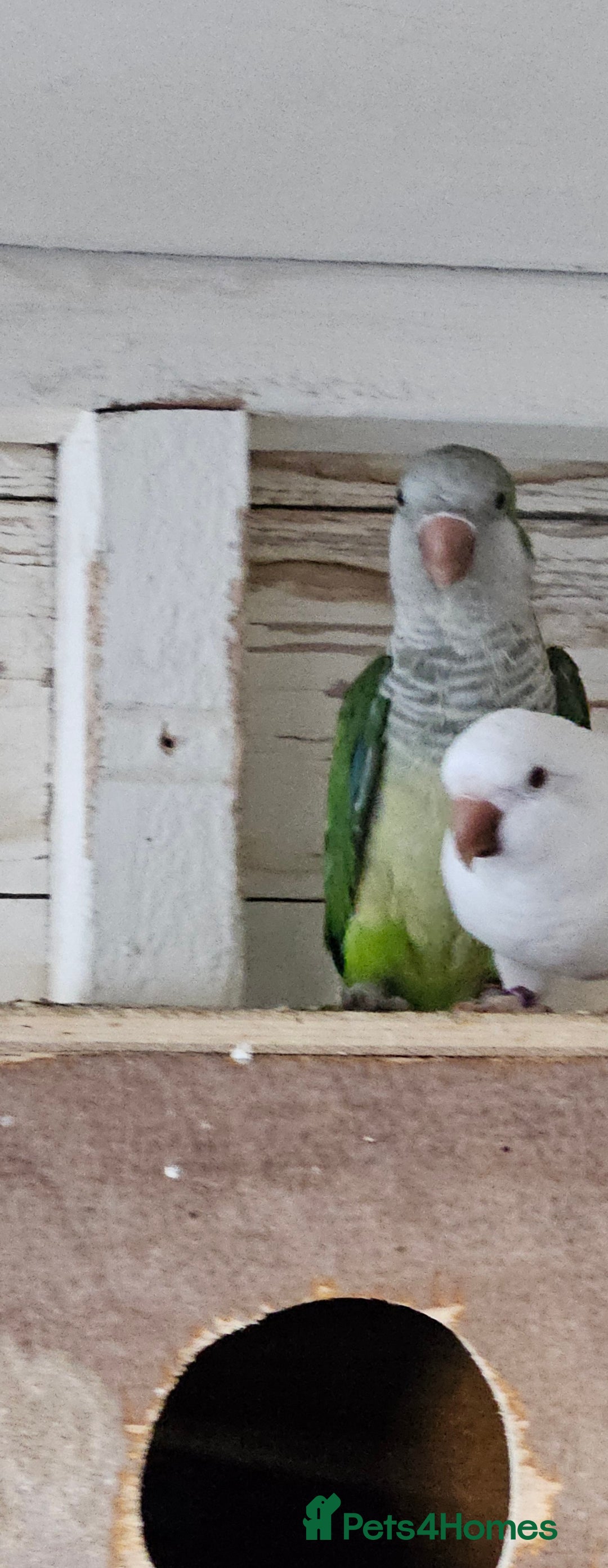 Parrots birds for sale: Pair of quaker parrots for sale  - Image 3