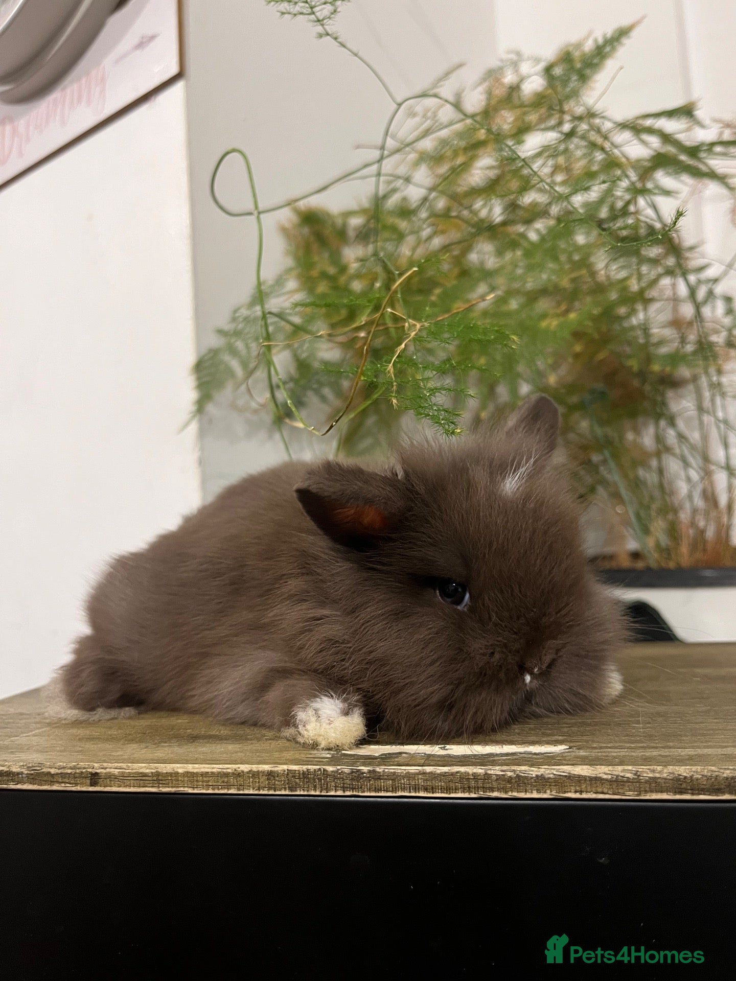 Mini Lion Lop rabbits  Beautiful Mini Lion Lop Bunnies  - Advert 13