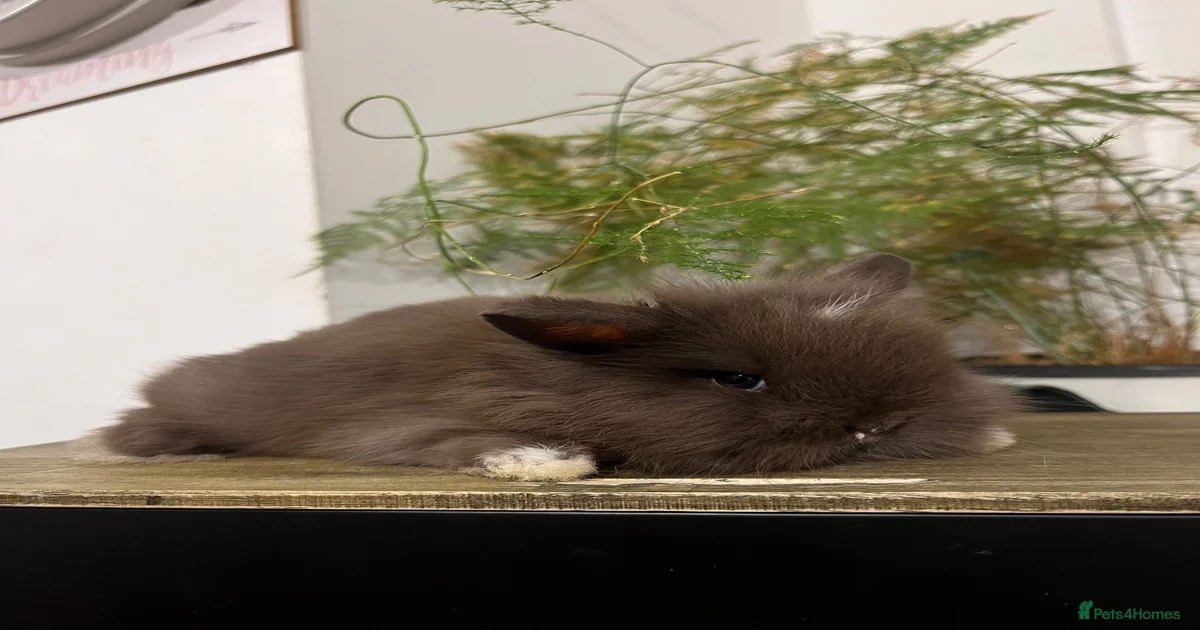 Mini Lion Lop Rabbits for Sale for sale | Pets4Homes