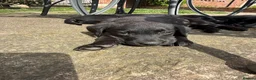 Labrador Retriever dogs for sale: Two left. Beautiful Black Labrador pups.  - Advert 10