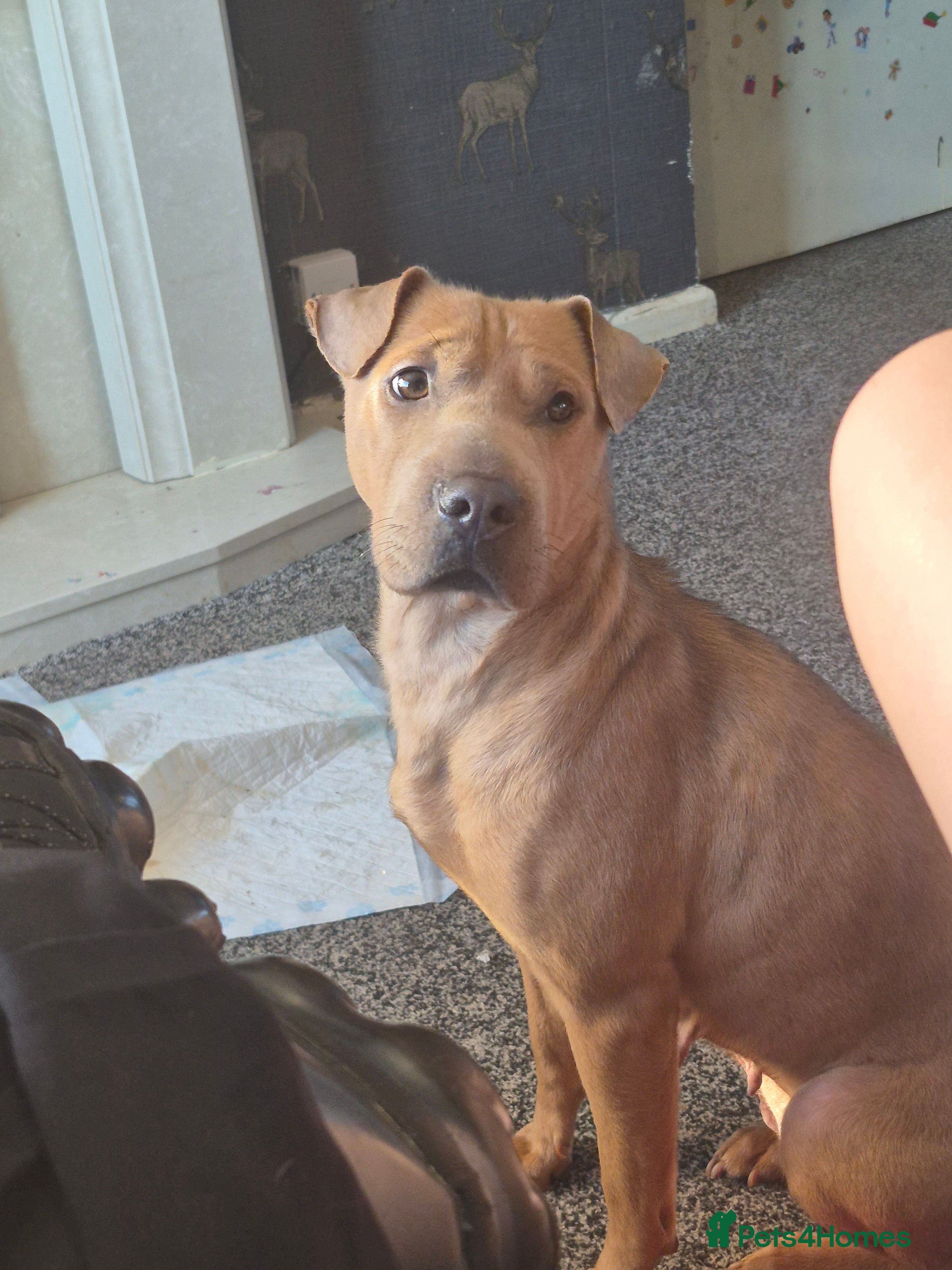 Shar Pei dogs shar-pei  - Advert 4