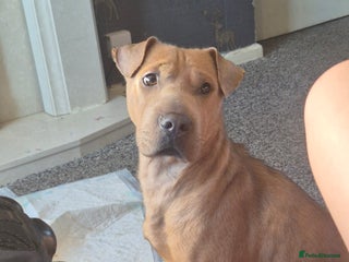 Shar Pei dogs shar-pei - Advert 9