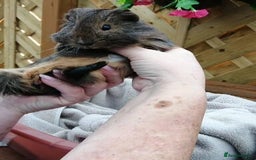 Guinea Pig rodents for sale: Fluffy guinea pig babies  - Advert 6