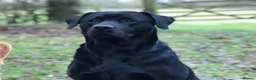 Labrador Retriever dogs for sale: Labrador retriever pups  - Advert 7
