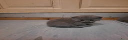 British Shorthair cats for sale: British shorthair kittens  - Advert 8