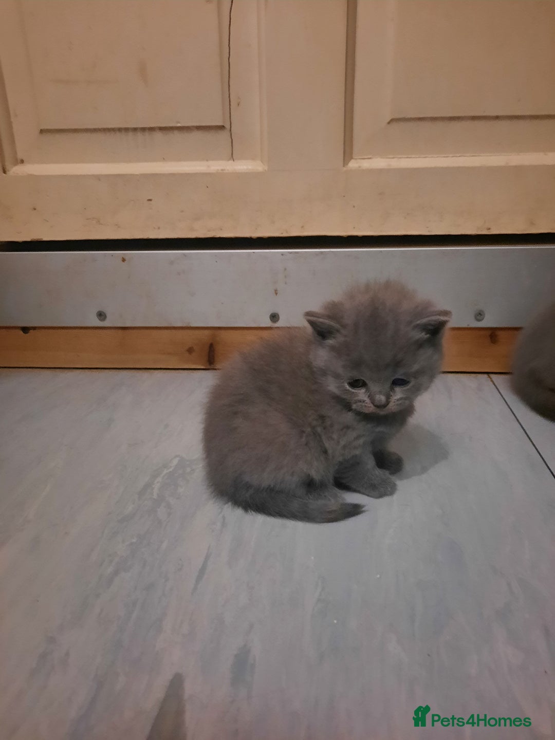 British Shorthair cats for sale: British shorthair kittens  - Advert 8