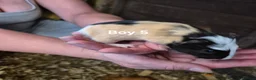 Guinea Pig rodents for sale: Mixed litter of Guinea pigs - Advert 24