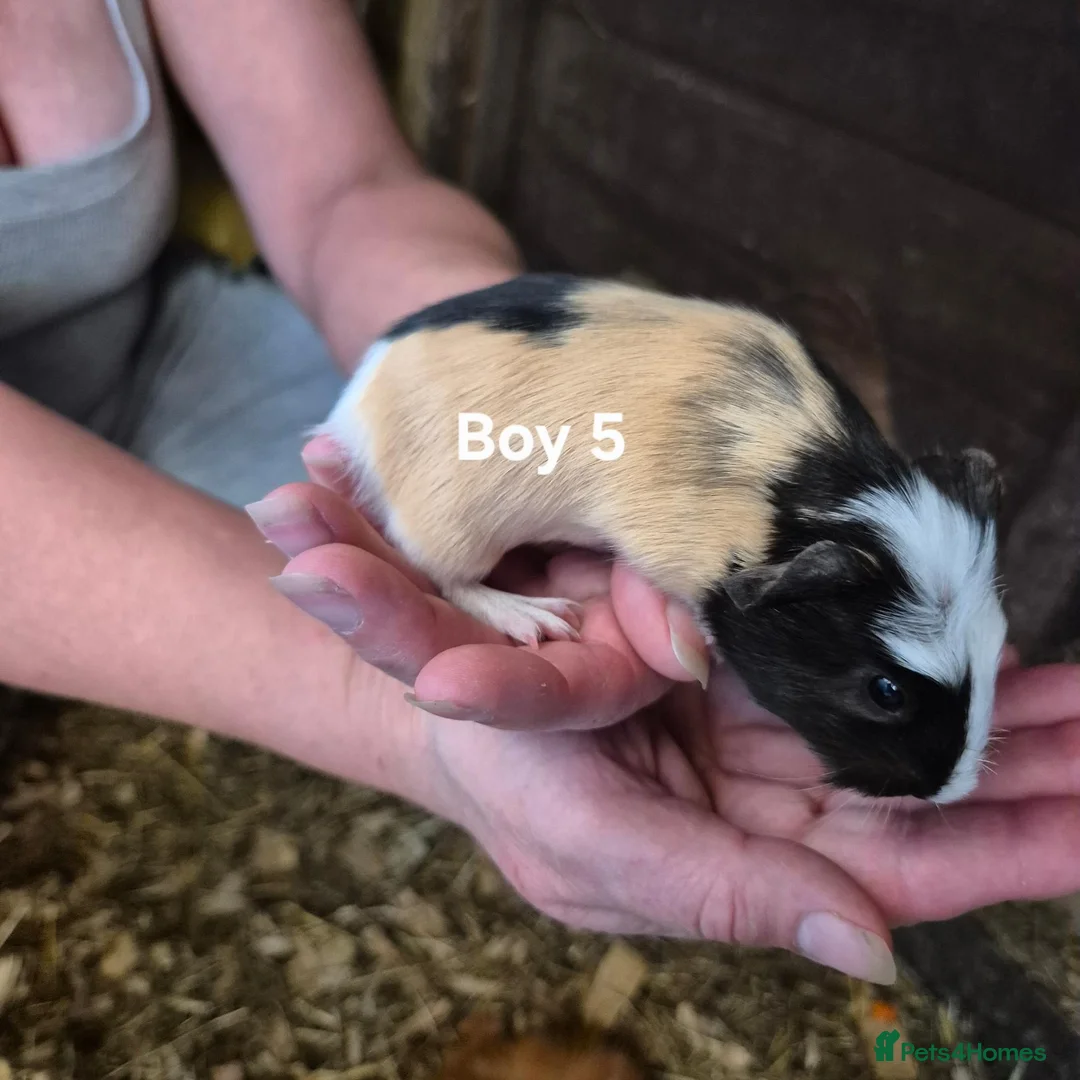 Guinea Pig rodents for sale: Mixed litter of Guinea pigs - Advert 24