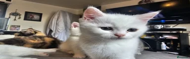 British Shorthair 3