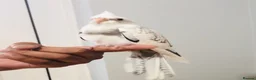 Cockatiels birds for sale: Beautiful hand tamed cockatiels for sale. - Advert 3