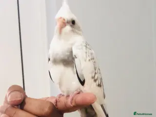 Cockatiels birds Beautiful hand tamed cockatiels for sale. - Advert 1