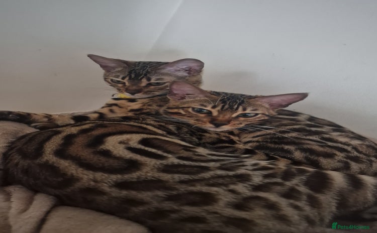Bengal cats - Advert 2