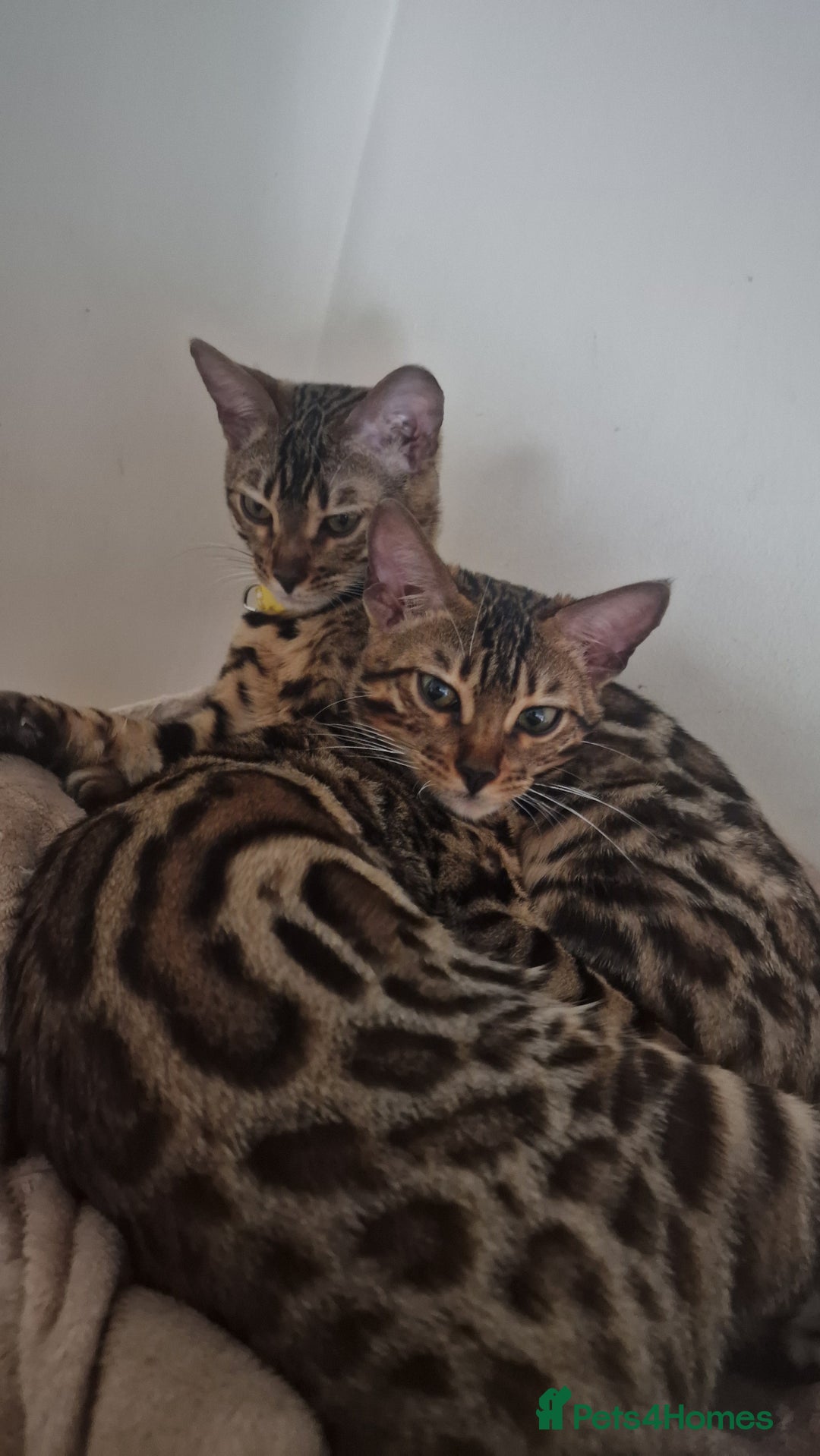 Bengal cats for sale:  🌟 Stunning Bengal Kittens  🌟 🥰🥰 - Image 2