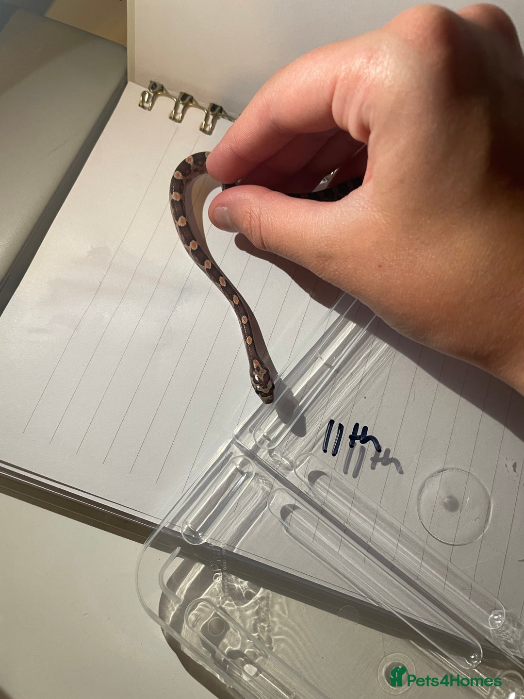 Corn Snake reptiles for sale: various baby corns avaliable  - Image 4