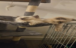 Ragdoll cats for sale: Ragdoll kittens 2 STILL LOOKING FOR LOVING HOMES - Image 1