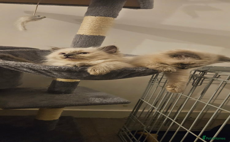 Ragdoll cats - Advert 13