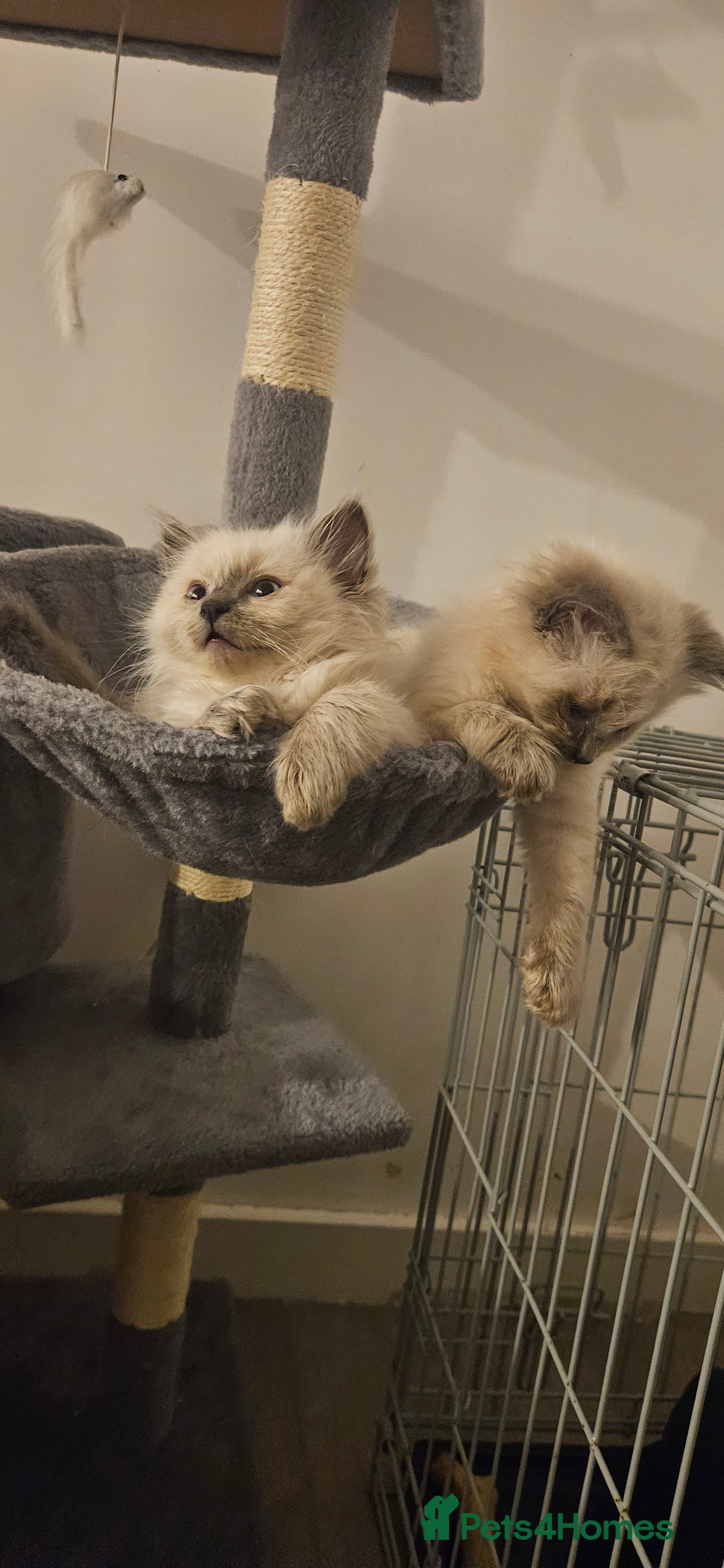 Ragdoll cats for sale: Ragdoll kittens 2 STILL LOOKING FOR LOVING HOMES - Image 1