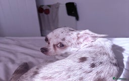 Chihuahua dogs for sale: 💕Stunning chihuahua pups 💕 - Image 7