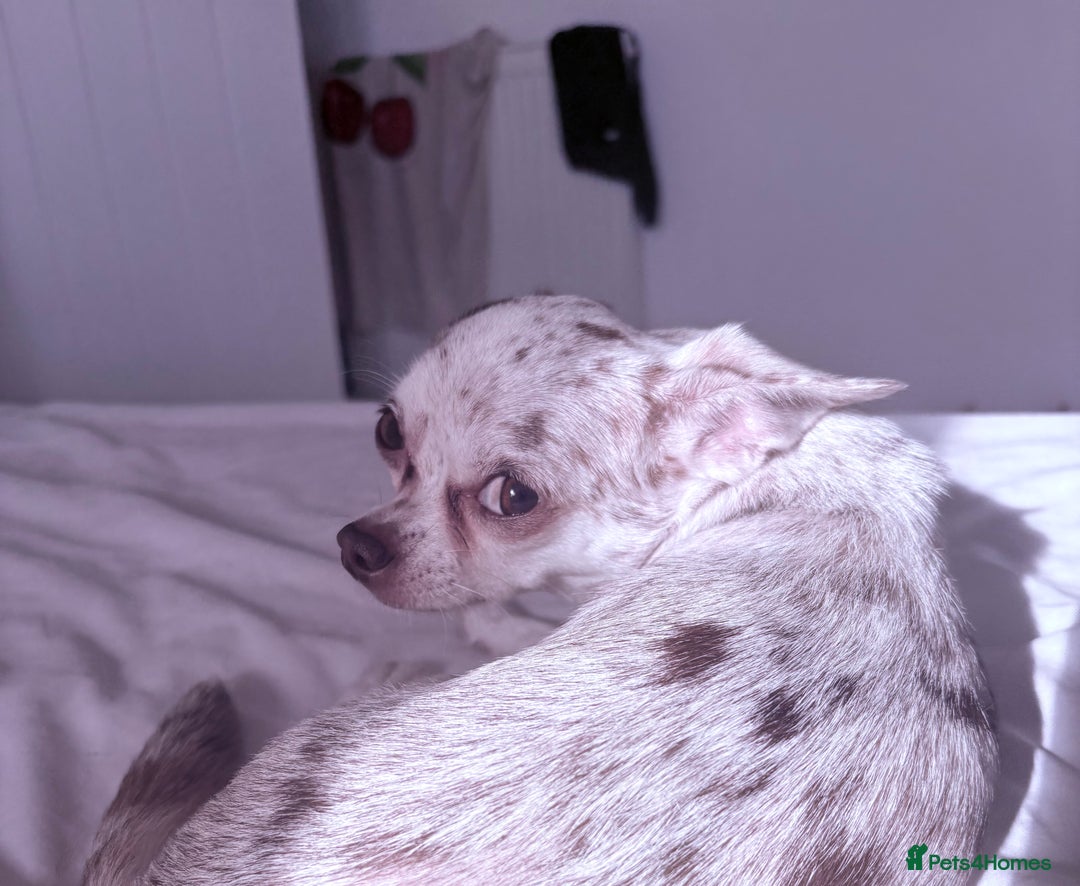 Chihuahua dogs for sale: 💕Stunning chihuahua pups 💕 - Image 7