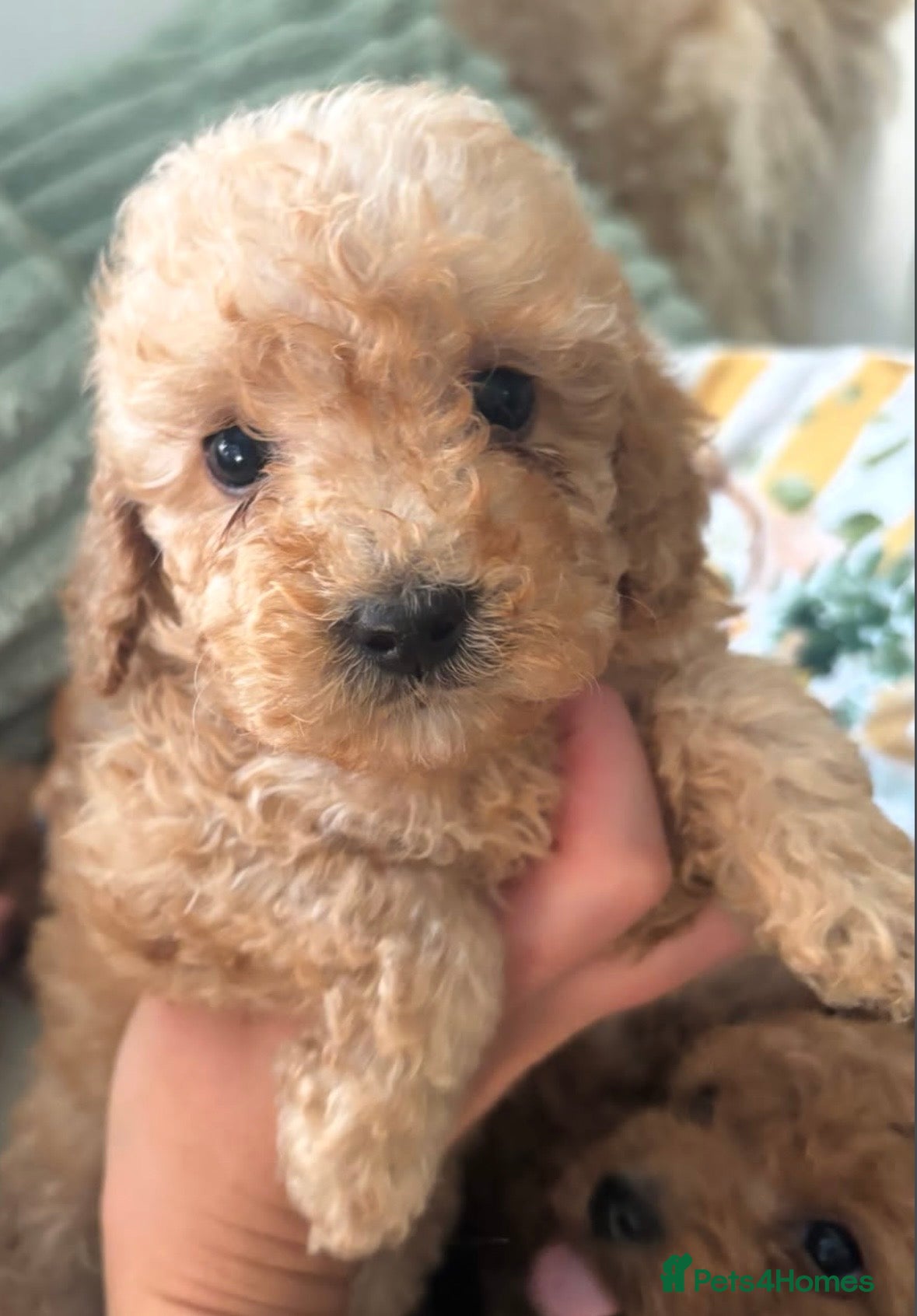Cockapoo dogs Stunning home reared F1B cockapoos 2 girls left - Advert 18
