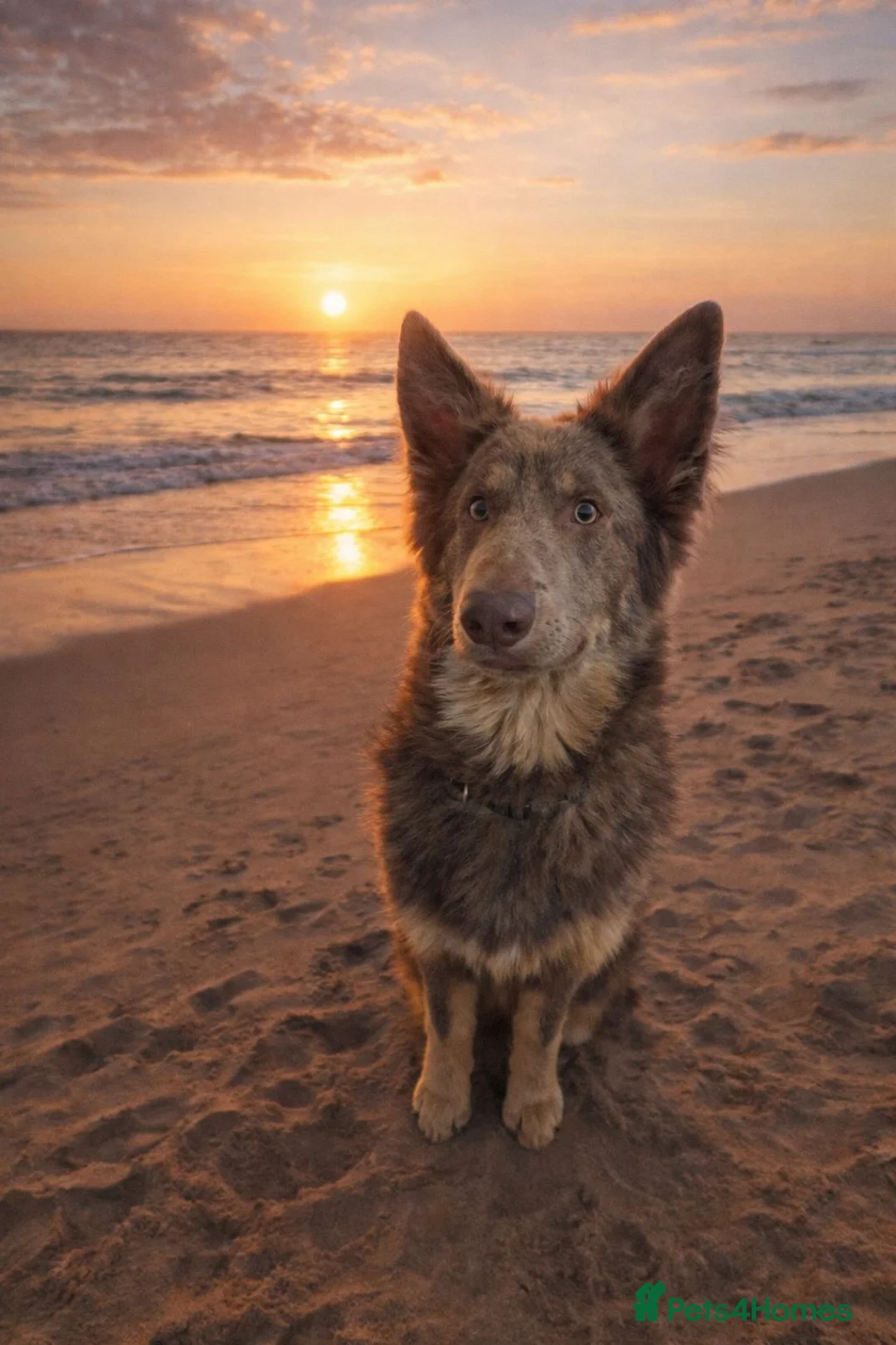 German Shepherd dogs for stud: Isabella and tan german shepherd stud - Advert 2
