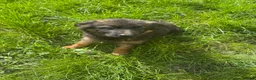 German Shepherd dogs for sale: PGS long coat puppy ready to move at a new home - Advert 5