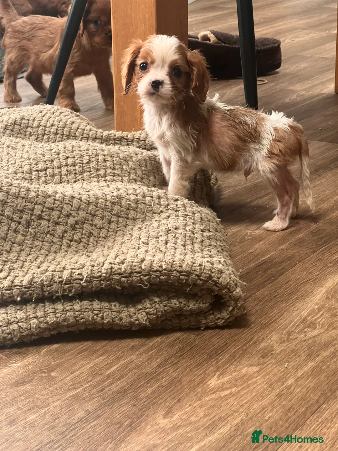 Cavalier King Charles Spaniel dogs for sale: King Charles spaniels kc registered  - Advert 3