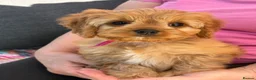 Cavapoo dogs for sale: Pedigree Cavapoo puppies health tested READY NOW - Advert 9