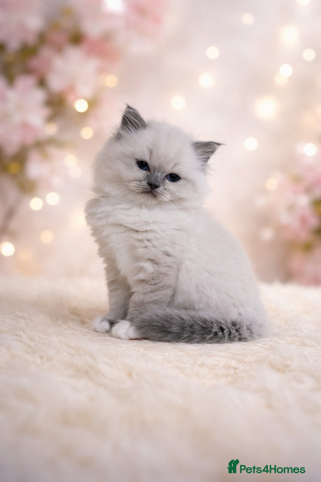 Ragdoll cats Champion line European boy.Tica registered - Advert 10