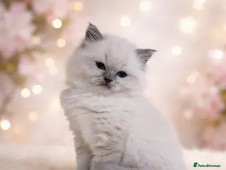 Ragdoll cats Champion line European boy.Tica registered - Advert 10