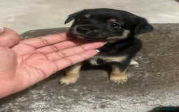 Mixed Breed dogs for sale: Jack Russel x Chow Chow Mix Puppies for Sale  - Image 17